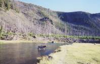 Bull Elk at the yellowstone River